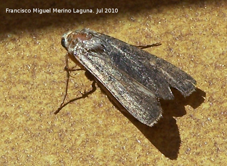 Polilla Ochropacha duplaris - Polilla Ochropacha duplaris. Los Villares