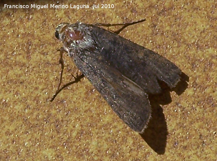 Polilla Ochropacha duplaris - Polilla Ochropacha duplaris. Los Villares