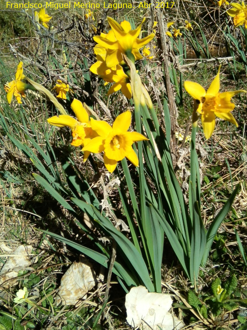 Narciso de Sierra Nevada - Narciso de Sierra Nevada. Empanadas - Cazorla