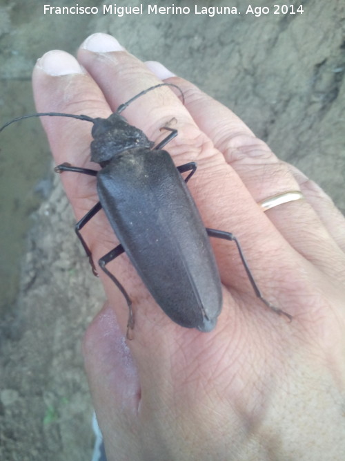 Ergastes carpintero - Ergastes carpintero. Las Castaetas - Villacarrillo