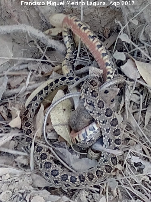 Culebra de herradura - Culebra de herradura. Comiendose un ratn - Los Villares