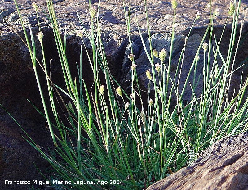 Sesleria - Sesleria. Sierra Nevada