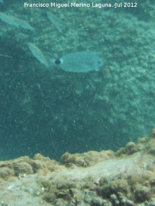 Pez Oblada - Pez Oblada. Isla de Tabarca - Alicante