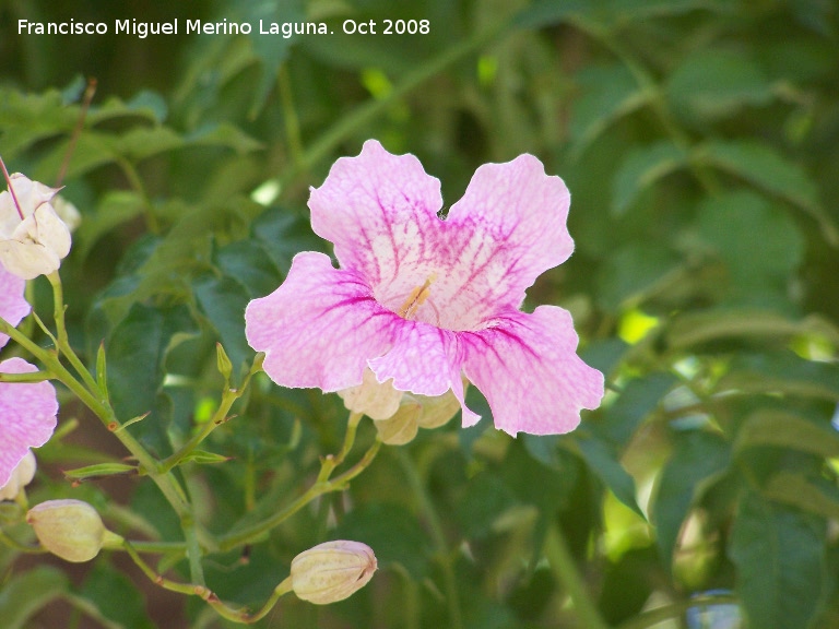 Bignonia rosa - Bignonia rosa. Bailn