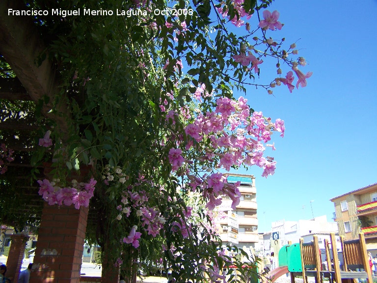 Bignonia rosa - Bignonia rosa. Bailn