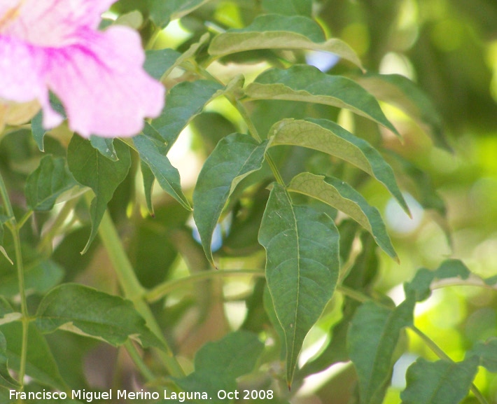 Bignonia rosa - Bignonia rosa. Bailn