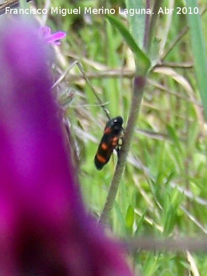 Cigarra espumosa - Cigarra espumosa. Linares