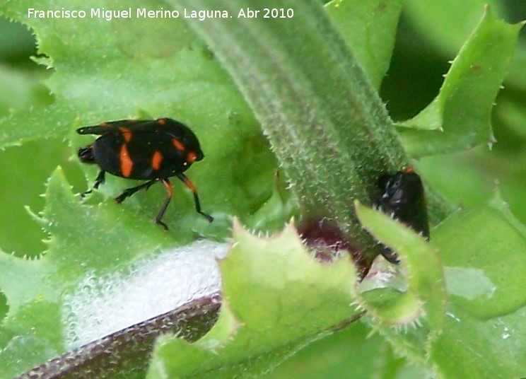 Cigarra espumosa - Cigarra espumosa. Cerro Veleta - Jan