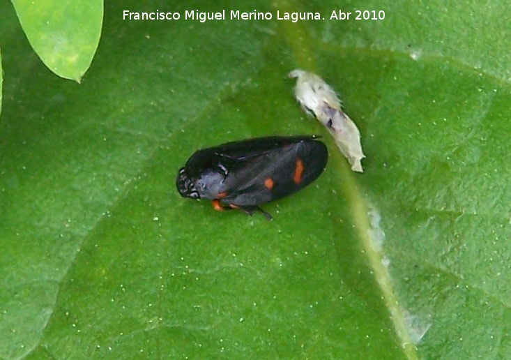 Cigarra espumosa - Cigarra espumosa. Cerro Veleta - Jan