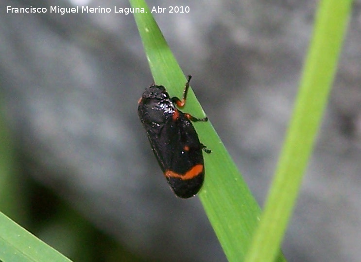 Cigarra espumosa - Cigarra espumosa. Cerro Veleta - Jan