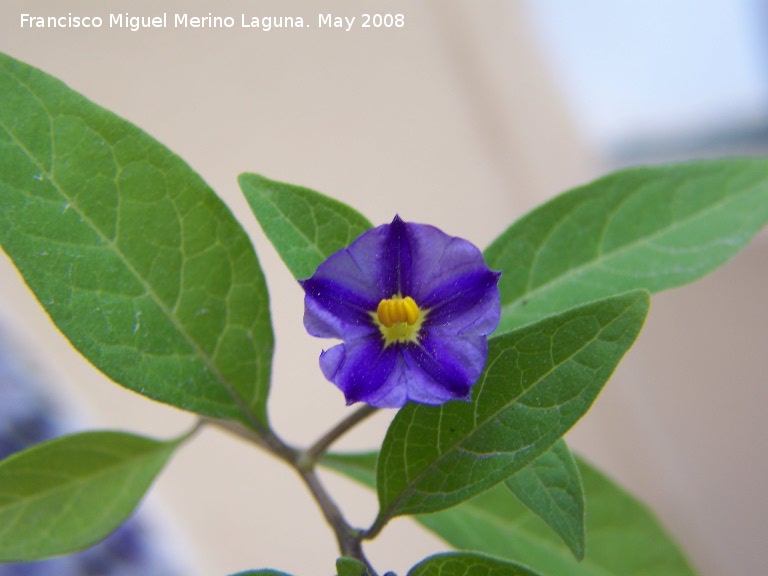 Solano de flor azul - Solano de flor azul. Navas de San Juan