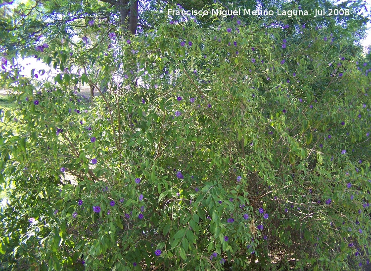 Solano de flor azul - Solano de flor azul. Benalmdena