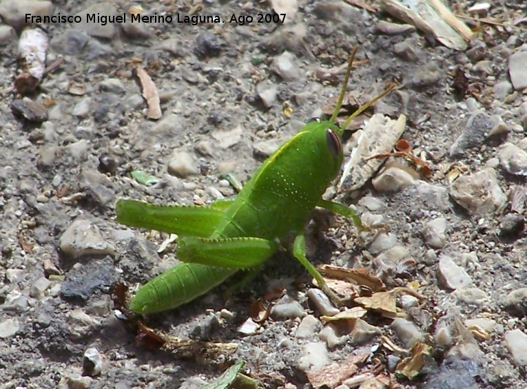 Saltamontes verde - Saltamontes verde. Ninfa - Las Chorreras - Valdepeas de Jan