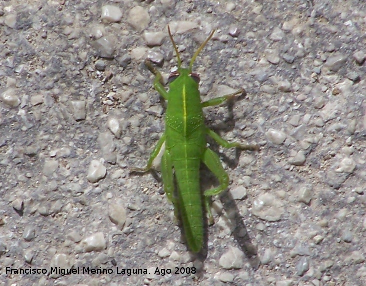 Saltamontes verde - Saltamontes verde. Ninfa - Las Chorreras - Valdepeas de Jan