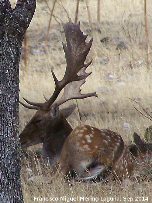 Gamo - Gamo. Sierra de Andjar