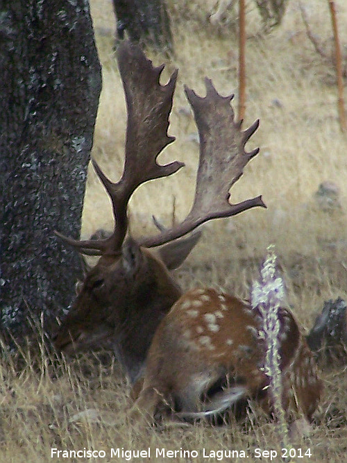 Gamo - Gamo. Sierra de Andjar