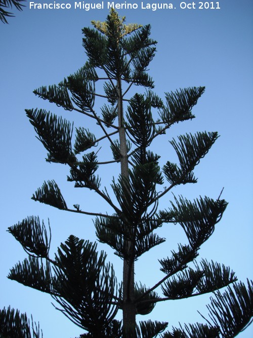 Araucana - Araucana. Nerja