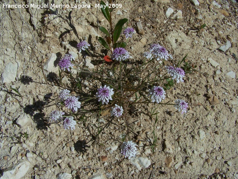 Iberis nazarita - Iberis nazarita. Los Caones. Jan