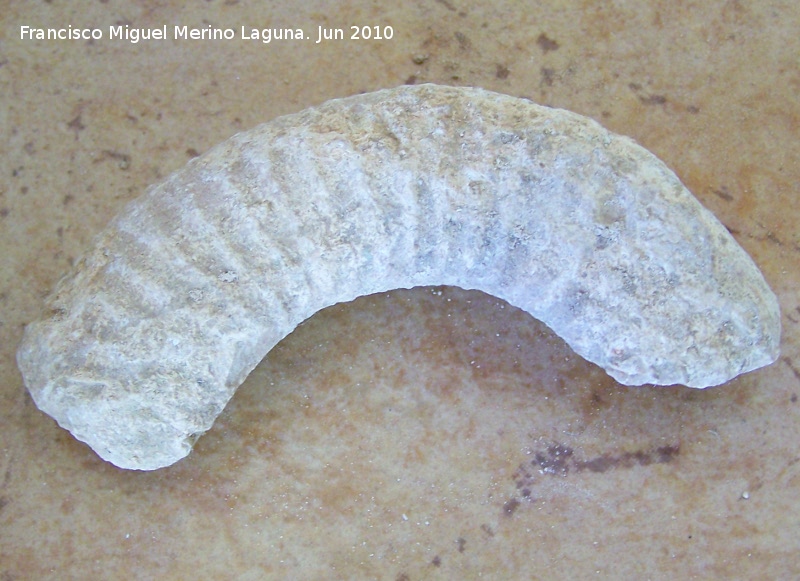 Ammonites Macroscaphites - Ammonites Macroscaphites. Arroyo Padilla - Jan