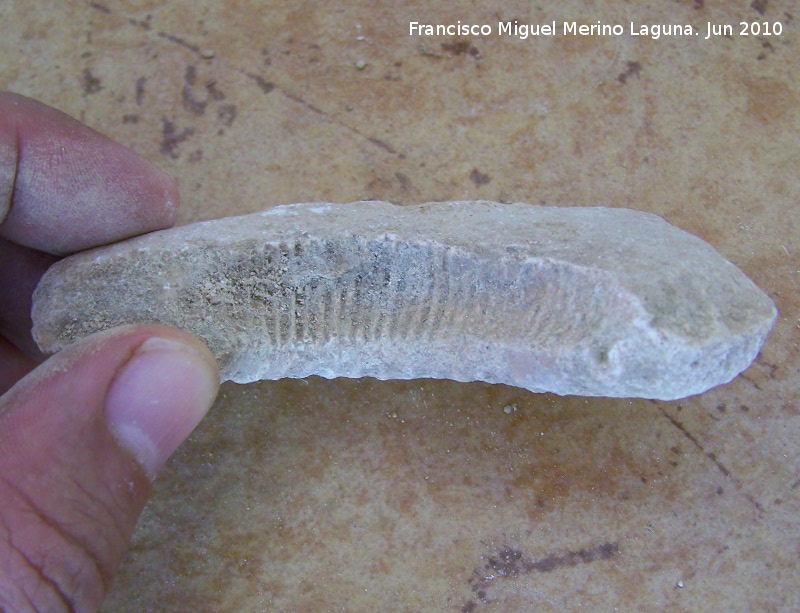 Ammonites Macroscaphites - Ammonites Macroscaphites. Arroyo Padilla - Jan