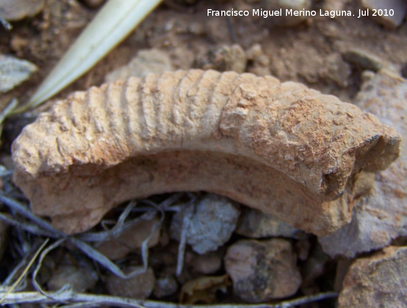 Ammonites Macroscaphites - Ammonites Macroscaphites. Arroyo Padilla - Jan