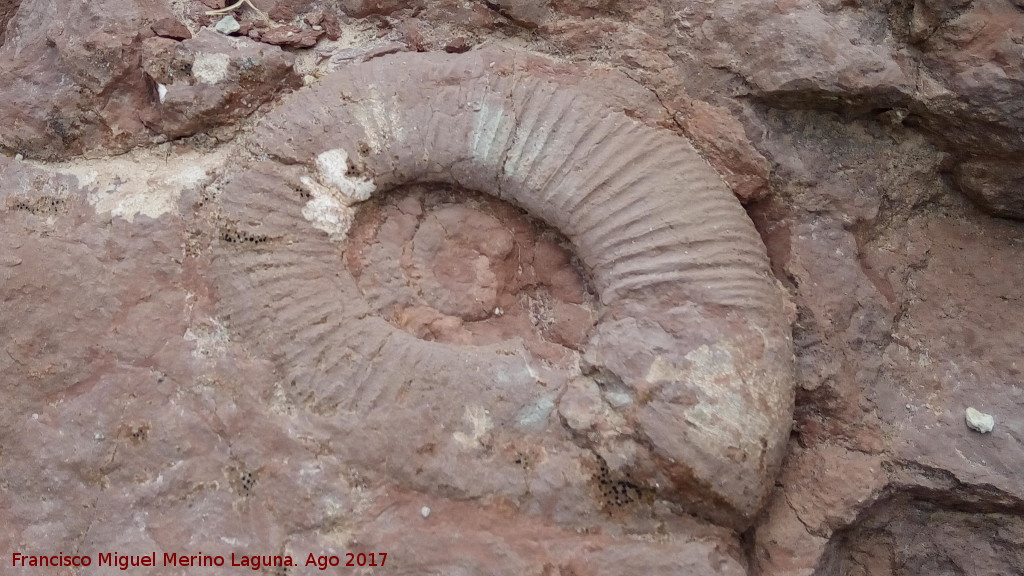 Ammonites Macroscaphites - Ammonites Macroscaphites. Tajos del Buitre - Campillo de Arenas
