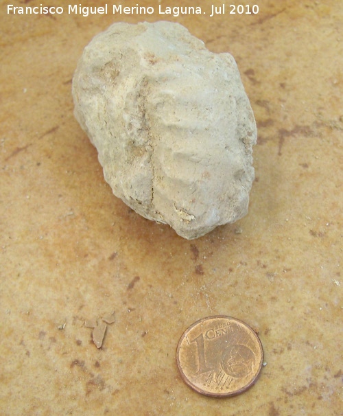 Ammonites Schloenbachia - Ammonites Schloenbachia. Arroyo Padilla - Jan