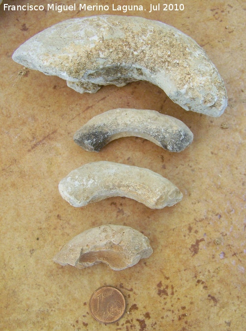 Ammonites Morphoceras - Ammonites Morphoceras. Arroyo Padilla - Jan