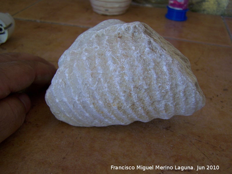 Ammonites Heteroceras - Ammonites Heteroceras. Ro Quiebrajano - Jan