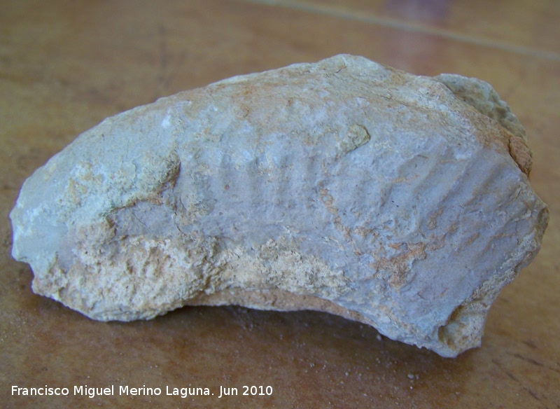 Ammonites Crioceras duvali - Ammonites Crioceras duvali. Arroyo Padilla - Jan