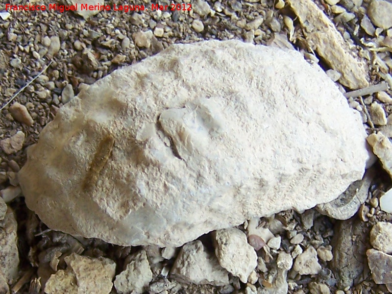 Ammonites Crioceras duvali - Ammonites Crioceras duvali. Pea de los Buitres - Pegalajar