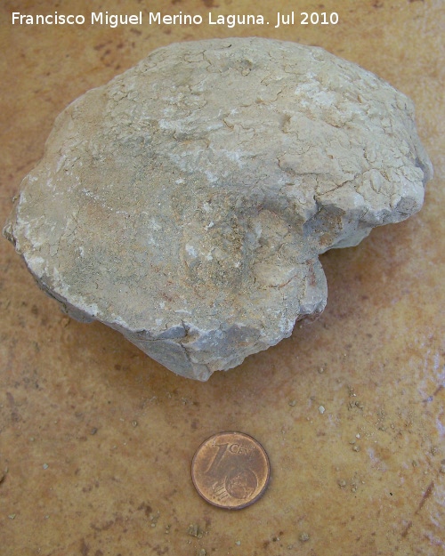 Ammonites Craspedites - Ammonites Craspedites. Arroyo Padilla - Jan