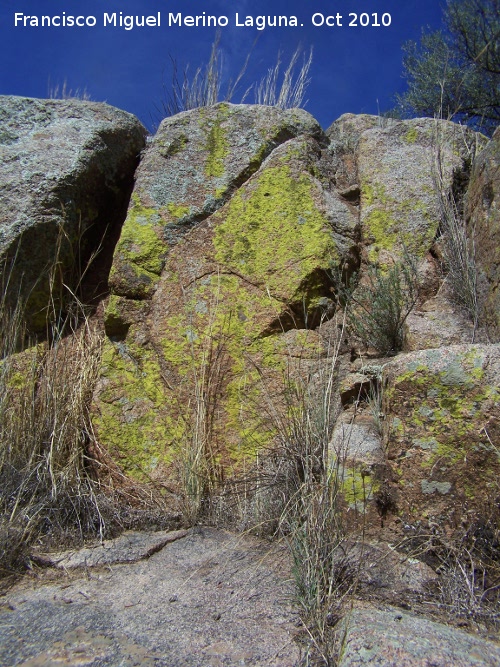 Liquen amarillo - Liquen amarillo. Pilago - Linares