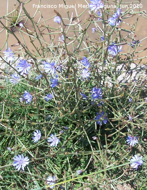 Achicoria - Achicoria. La Beata - Valdepeas