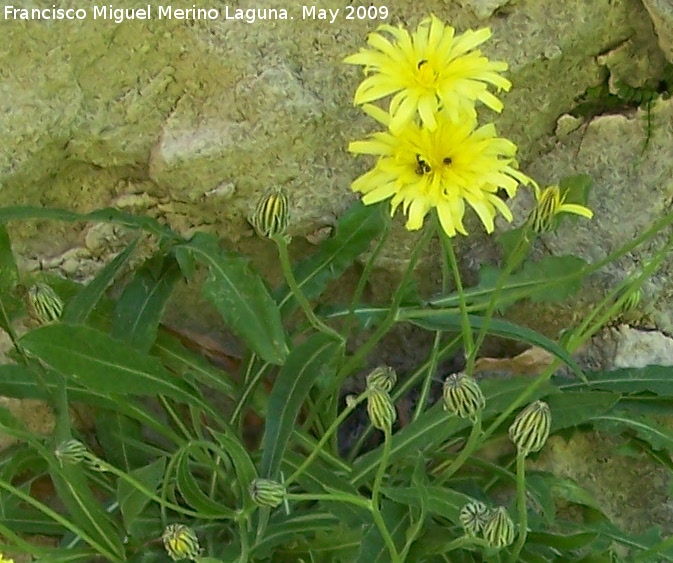 Escorzonera hispnica - Escorzonera hispnica. Pitillos. Valdepeas