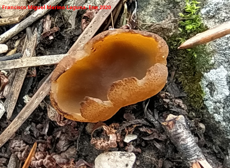 Peziza varia - Peziza varia. Fuente del Oso - Cazorla