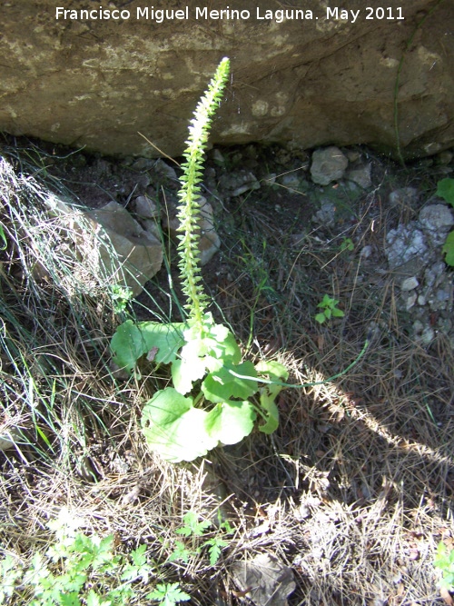 Ombligo de Venus - Ombligo de Venus. Cerro Carluca - Bdmar