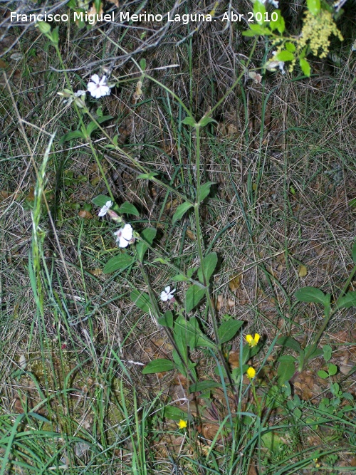 Colleja blanca - Colleja blanca. Cerro Veleta - Jan