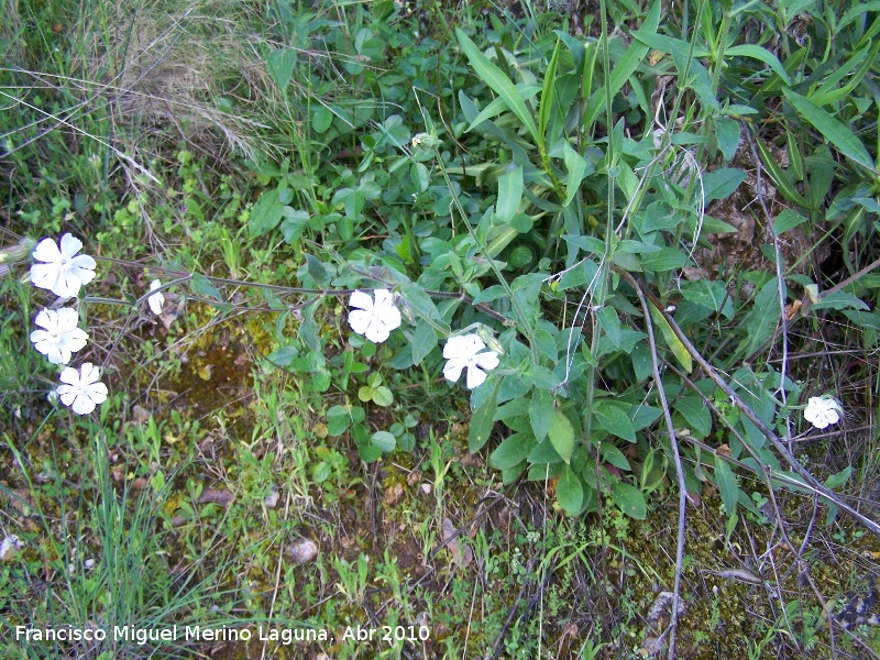 Colleja blanca - Colleja blanca. Cerro Veleta - Jan