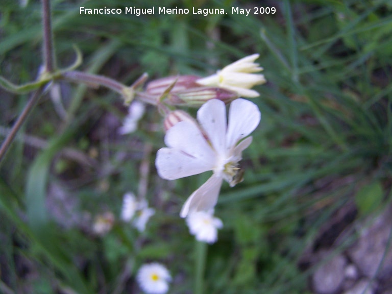 Colleja blanca - Colleja blanca. Pitillos. Valdepeas