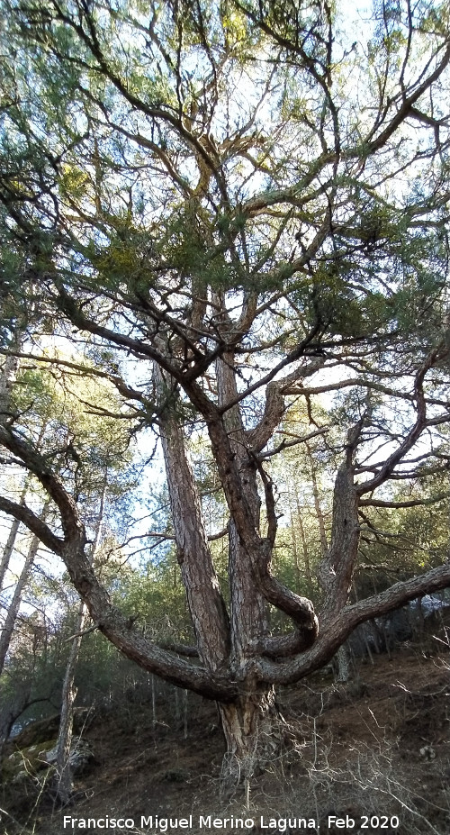 Pino del Pulpo del Poyo de las Palomas - Pino del Pulpo del Poyo de las Palomas. 