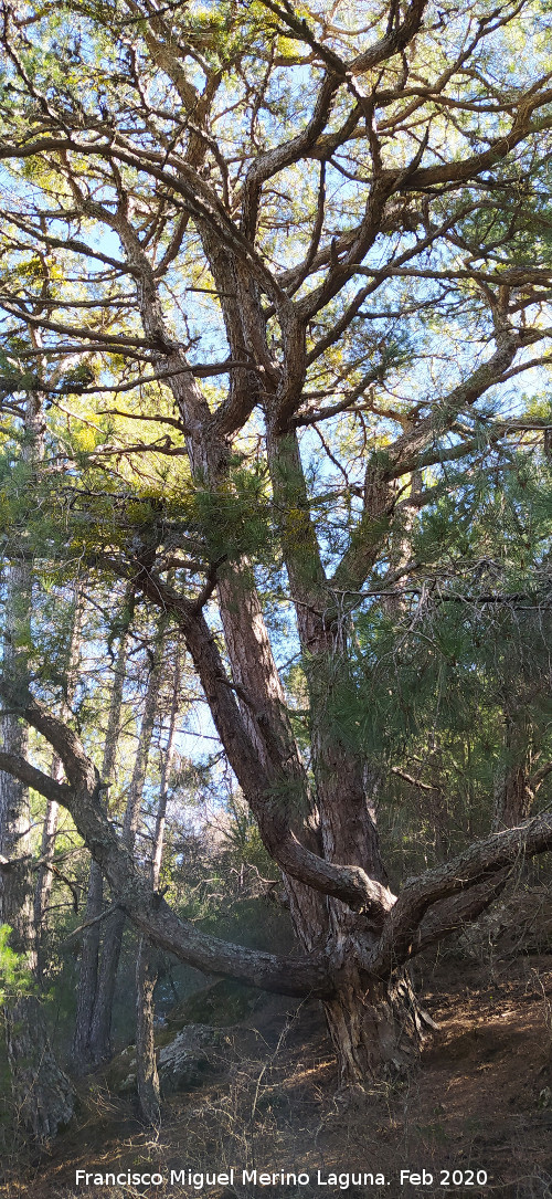 Pino del Pulpo del Poyo de las Palomas - Pino del Pulpo del Poyo de las Palomas. 