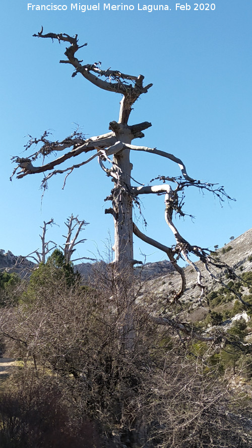 Pino Muerto del Poyo de las Palomas - Pino Muerto del Poyo de las Palomas. Al fondo Las Hermanas