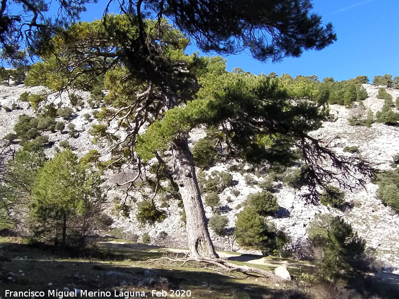 Pino del Resuello - Pino del Resuello. 