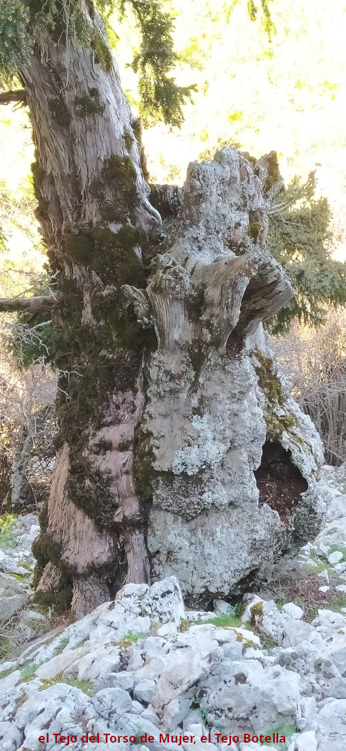 Tejo Botella - Tejo Botella. Tronco
