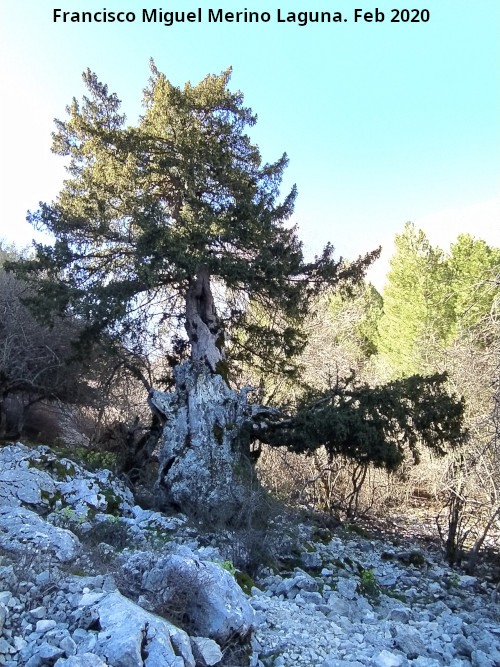 Tejo Botella - Tejo Botella. 