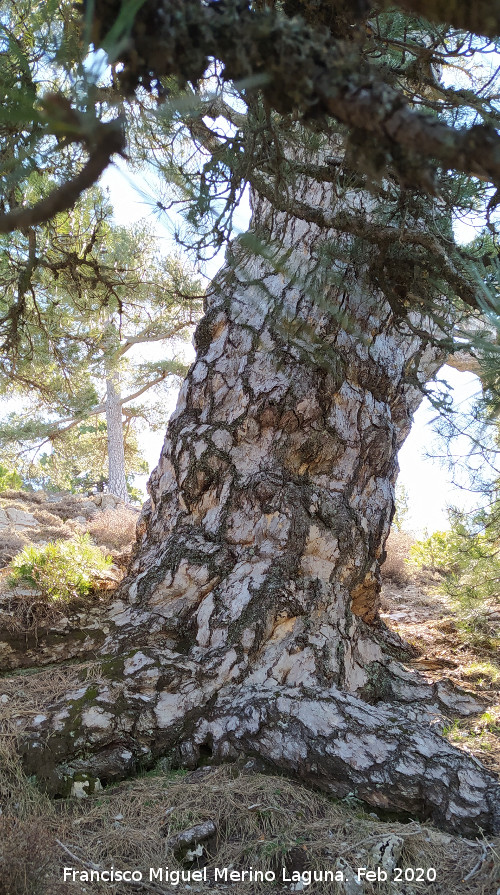 Pino del Tajo - Pino del Tajo. Tronco