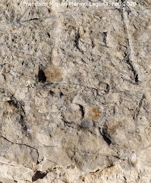 Grabado forestal de la Loma de Cagasebo - Grabado forestal de la Loma de Cagasebo. 