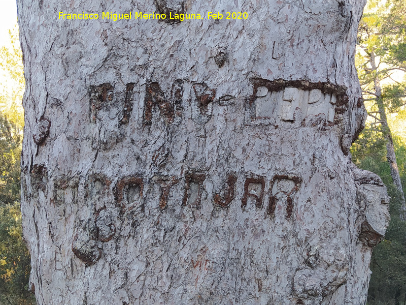 Pino Pepe - Pino Pepe. Nombre tallado en su tronco