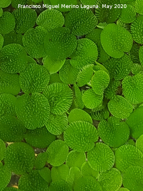 Lenteja Oreja de rat�n - Lenteja Oreja de rat�n. Ja�n